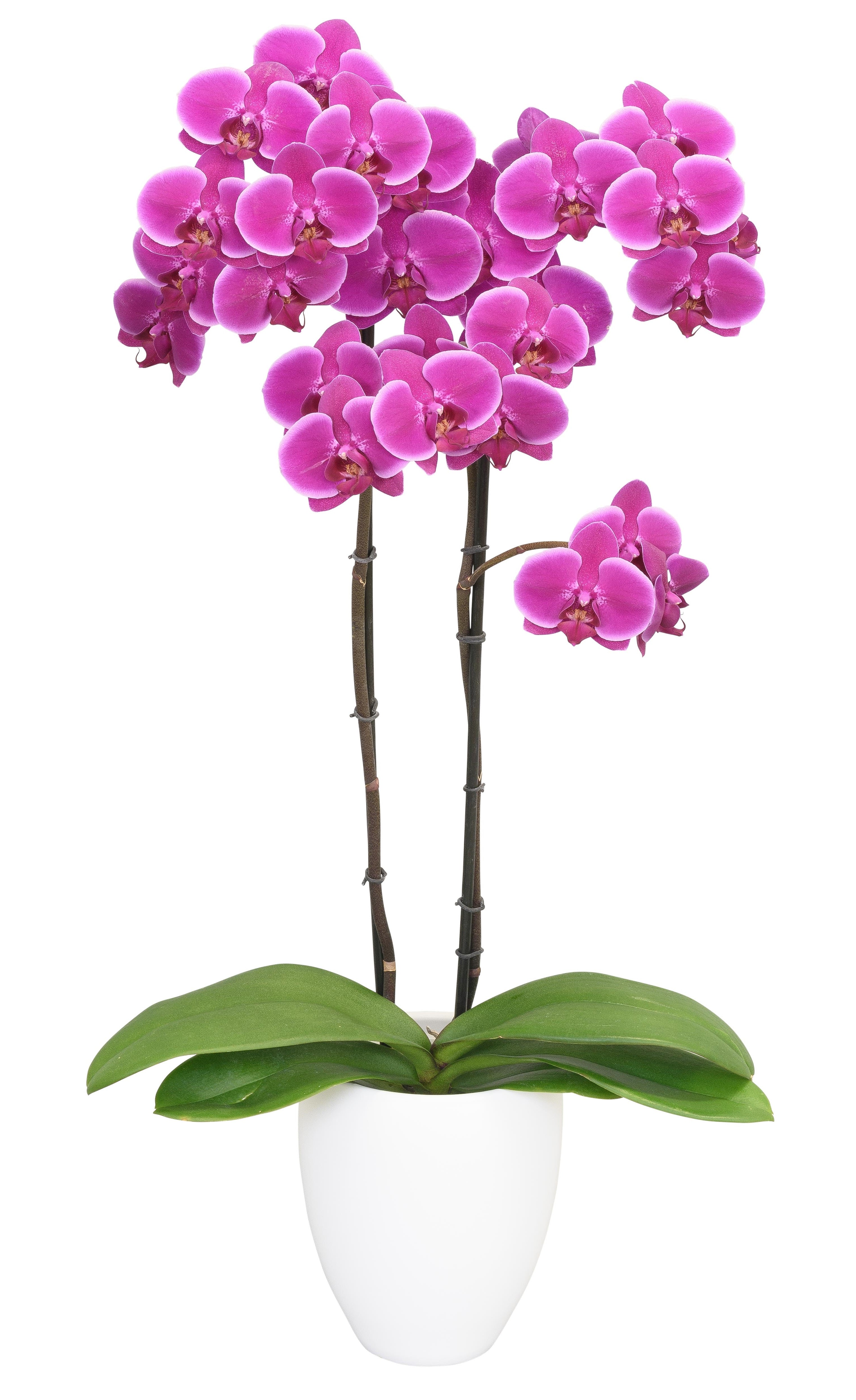 OUDTSHOORN STIGMA INTERNACIONAL